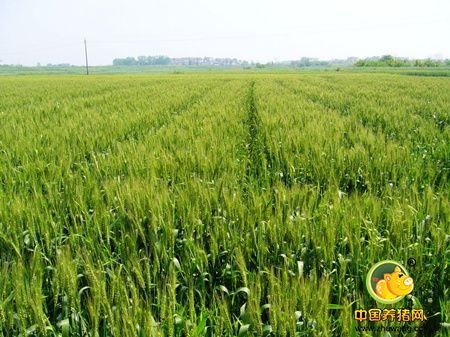 安徽省为何启动省级小麦“临储”