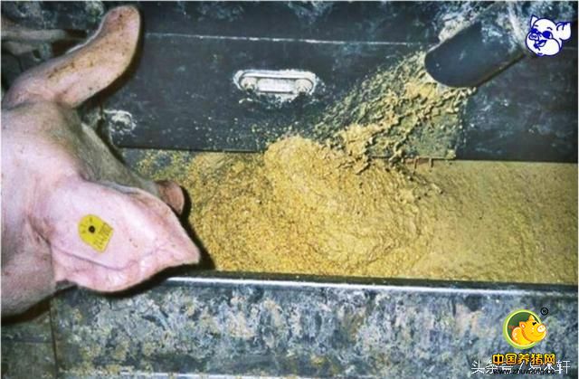 养猪问答五：为什么现在越来越多的人选择液态饲喂养猪？