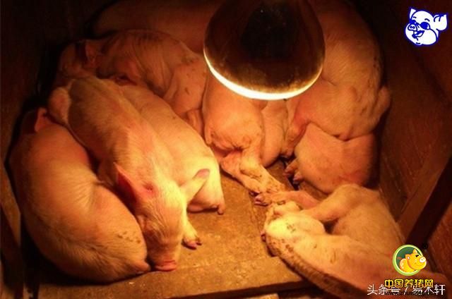 养猪问答七：光照不足会对养猪产生哪些影响？