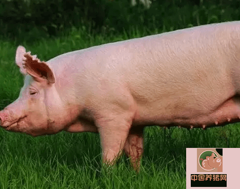 在猪的养殖当中，为了提高饲料的利用率，可以根据猪的性别进行分群饲养，这样可以分别进行饲养管理，取得良好的效果： ​