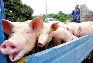 湖南生猪存栏下降 预计下半年猪价维持高位运行