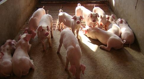 猪价连降2月后 农业部和央视这样回应三季度猪价