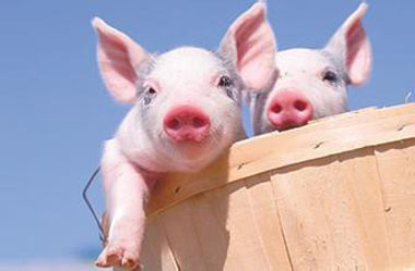 猪价普遍呈现幅度较小、速度较慢的涨跌调整态势