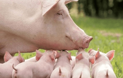 母猪乳房疾病会影响仔猪的生长发育