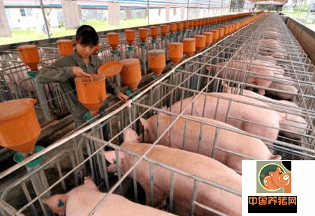 集约化猪场成本高低取决于品种及种猪管理
