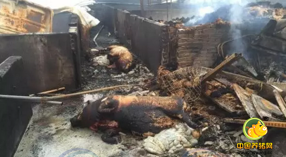 惠州一猪场突发大火 200多头肥猪秒变烤猪
