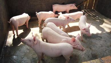仔猪育肥型猪场购买仔猪时需要关注哪些因素