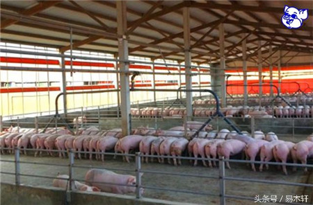 养猪问答九：液态饲喂养猪的注意事项有哪些？