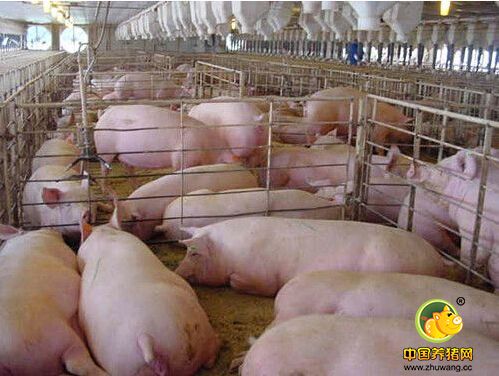 冯永辉：进口肉影响被低估 猪价回升进入“倒计时”