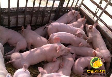 8月中下旬南方猪价或带动全国猪价止跌回升