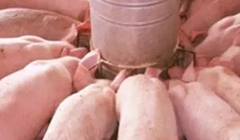 高温下不同阶段的猪要有不同的饲喂方法