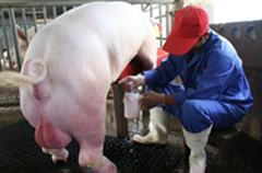 人工采精到底怎么做才不会损害公猪健康？