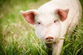 牧原在陕西投资29亿元建亚洲最大能繁母猪场