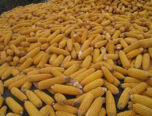 玉米仍处去库存阶段 期价维持跌势