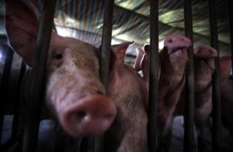 2016年中国猪肉进口量激增 出口量大幅下滑