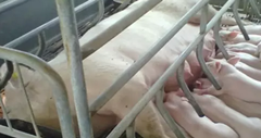 母猪产前产后如何给母猪添加饲料？