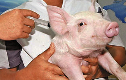 论中国猪用疫苗业之乱象——触目惊心！