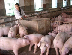 应对气候炎热是造成养猪生产损失的措施有哪些？