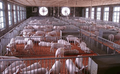 简单化养猪的五大技巧，学会养殖户将增加50%收益