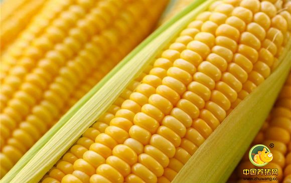 农业部：玉米面积调减要确保农民收益稳定