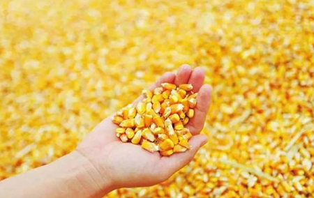 为缓解价格压力 巴西批准进口美国玉米
