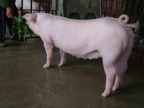 种母猪缺钙性瘫痪发病的原因及症状