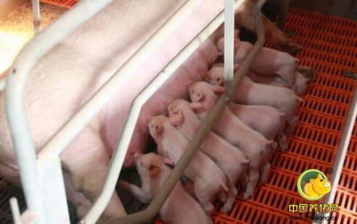 母猪产后不食的原因分析