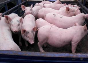 短期生猪价格依旧呈现强势上涨走势