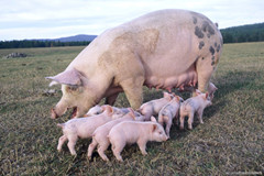 饲料营养与品质对母猪饲养带来的影响