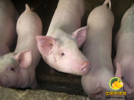 猪价整体回涨幅度加大 华中、华南地区涨幅较为突出
