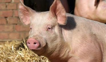 发改委：生猪产能逐步恢复 下半年猪肉供给有保障