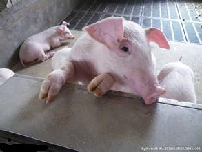 如何加快生猪的新陈代谢和猪群排毒