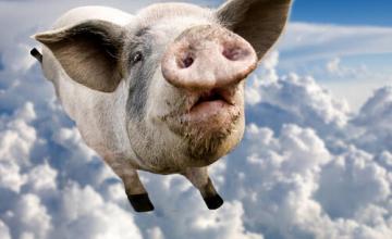 养猪产业站在风口上 补栏还是收手这个很难猜！