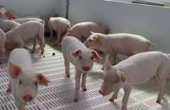 瘦肉型种猪繁殖率提高有窍门