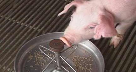 猪可不是只吃“淡的”！