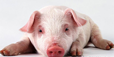 铁元素对猪生长的重要性