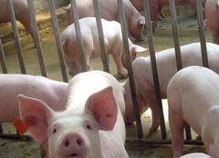 猪场的环境控制与消毒