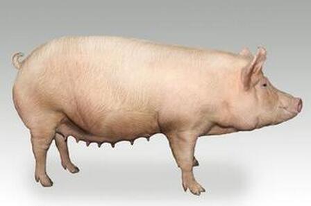 后备母猪为什么体重很大不发情？
