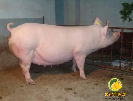 后备母猪为什么体重很大不发情？（2）