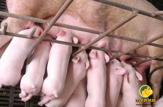 7月能繁母猪和生猪存栏量双双下降 猪价高位有盼头！