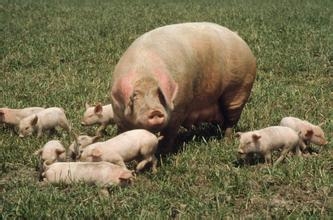 如何治疗母猪的顽固性便秘