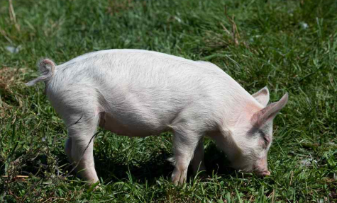 九成民众愿为高猪价买单 养猪人福到了！