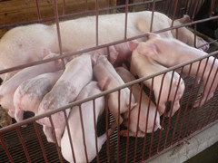 养猪场的母猪管理生产经验与大家分享