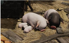 为什么你的猪长得比别人家的慢？