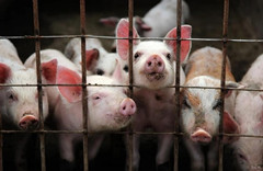 中小型养猪场存在技术缺陷有哪些？