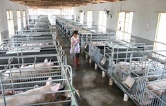 中小规模生猪养殖成本差异分析