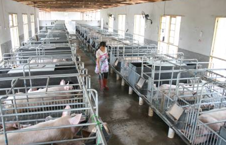 中小规模生猪养殖成本差异分析 多花的钱花哪儿了？