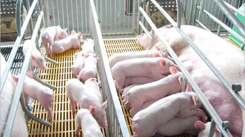哺乳期母猪饲料和水供应对产奶至关重要