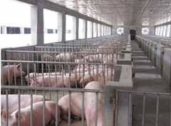 哪些有害气体会导致猪患病