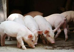 育肥猪的科学增肥技巧有哪些？